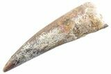 Fossil Spinosaurus Tooth - Real Dinosaur Tooth #360171-1